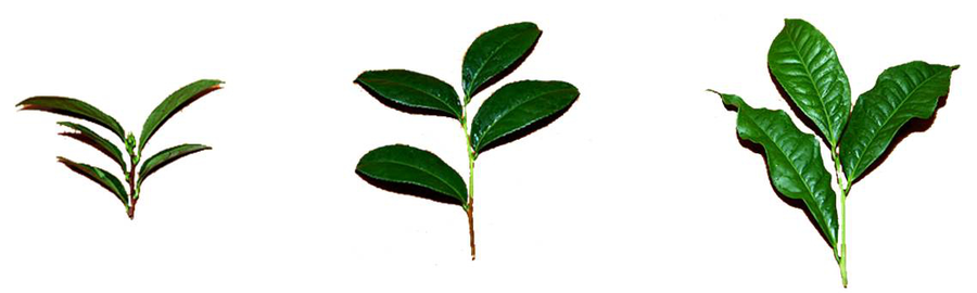 소엽종(5-6cm이하) 온대성기후 중엽종(6-9cm정도) 아열대성기후 대엽종(10cm 이상) 열대성기후